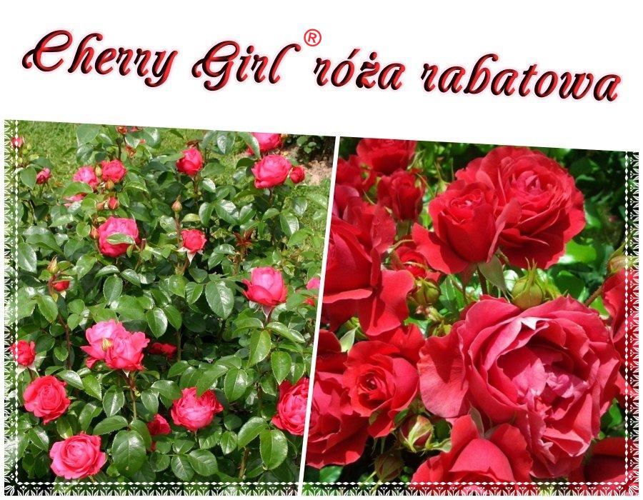 Cherry Girl róże rabatowe kol